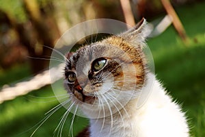 A domestic cat looking on my hand and ready for attack