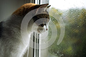 Domestic cat looking out the window, rainy weather, drops on the glass
