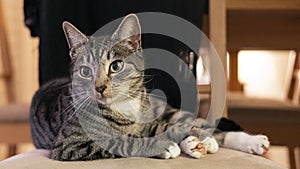 Domestic cat looking to the left and sitting on a chair in a calm, relaxed position