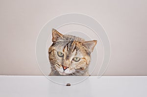 Domestic cat looks at a small crumb of food in front of her nose on the kitchen table.