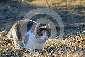 Domestic cat lurking outdoors.