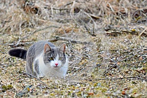 Domestic cat lurking outdoors.