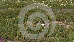 Domestic cat lying on beach surrounded by wild flowers, preening