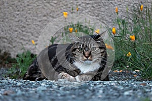 Domestic cat lying on gravels among flowers