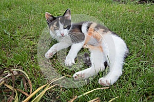 Domestic cat lying in a meadow, after castration. belly detail