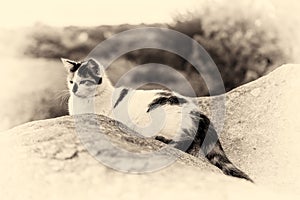 A domestic cat lying and starring on a rock. Sepia toned