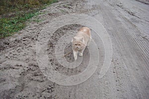 Domestic cat named Persik of beige colour