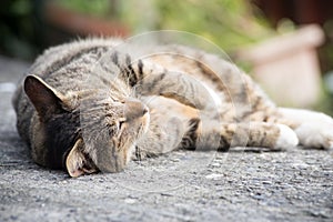 Domestic cat napping