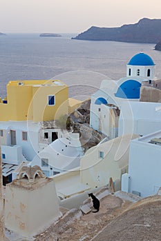 Domestic cat in Oia village, Santorini, Greece.