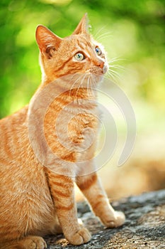 Domestic cat outdoors