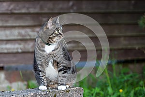 Domestic cat outdoors sitting near wooden wall