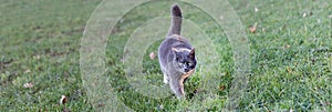 Domestic cat outsides panorama