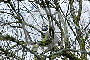 Domestic cat outsides in a winter tree