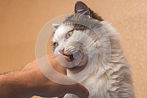 Domestic cat painfully bites the owner`s hand