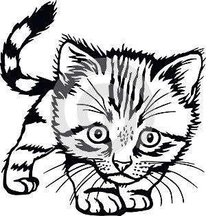Domestic Cat, Peeking kitten - Cheerful kitty isolated on white - vector stock