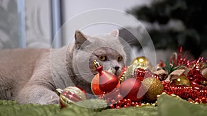 Domestic Cat Playing with Christmas Tree Balls on Floor in Room, Close up