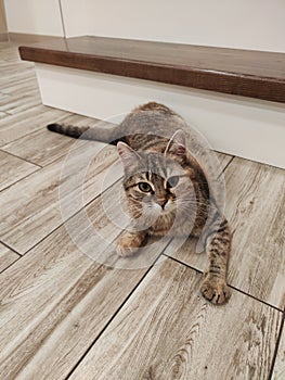 A domestic cat is playing on the floor
