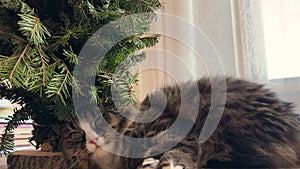 Domestic cat plays with a small New Year's decorative tree on the table