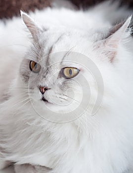 Domestic cat portrait