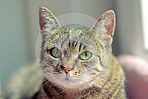 Domestic cat portrait of head
