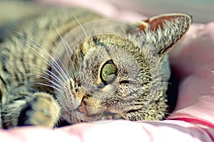 Domestic cat portrait of head