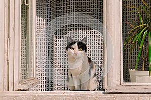 domestic cat posing looking at camera sitting on windowsill in window frame in summer bright sunny