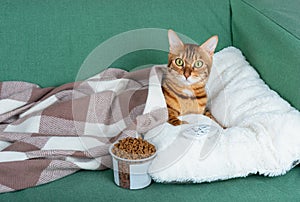 A domestic cat relaxes in front of the TV with a glass of dry food and a TV remote control