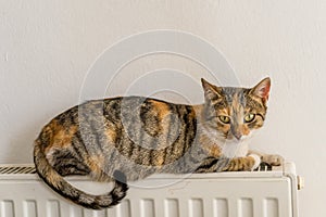 Domestic cat relaxing on radiator