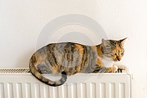 Domestic cat relaxing on a radiator