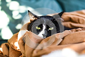 A domestic cat resting in a blanket