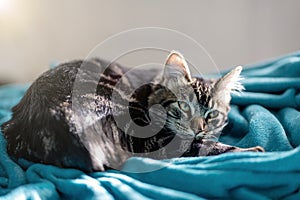 Domestic cat resting on blanket at home with cute look