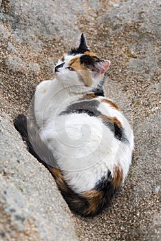 Domestic cat resting on a rock