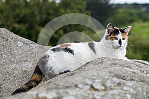 Domestic cat resting on a rock