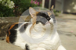 Domestic cat rests relaxed lying in the yard of the house under the rays of the sun.