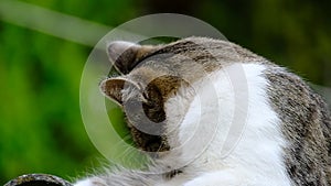 Domestic cat in the roof