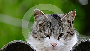 Domestic cat in the roof