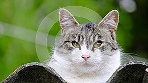 Domestic cat in the roof