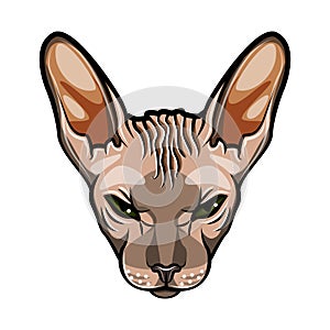 Domestic cat s face. Sphynx breed. Comic cartoon style. Vector illustration isolated on white