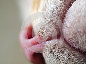 Domestic cat`s mouth and nose