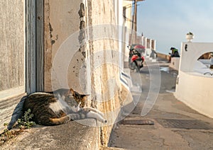 Domestic Cat in Santorini, Greece
