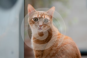 El gato tabby de los ojos verdes mira hacia atrÃÂ¡s con sorpresa photo