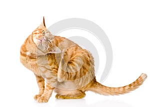 Domestic cat scratching isolated on white background