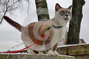 Domestic cat of Siamese color with blue eyes
