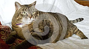 Domestic cat with signs of obesity: thick belly and swollen fat muzzle. Sedentary lifestyle in a pet. Disease. Laziness