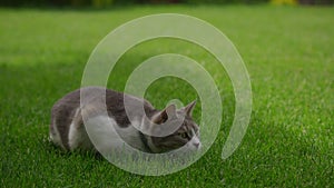Domestic cat sits down preparing to attack and jumps on the green grass lawn in backyard