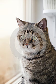 The domestic cat sits and watching in window with golden sunlight at morning time