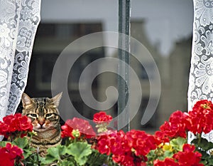 Domestic cat sitting behind a window, staring outs