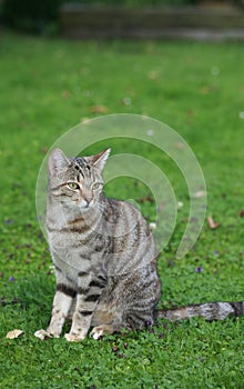 Domestic cat sitting in the garden
