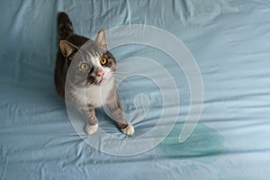 Domestic cat sitting near wet or piss spot on the bed. Cat peeing or urinating on bed photo