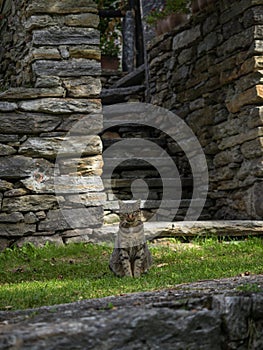 Domestic cat sitting at old traditional schist stone rock houses in Sonogno village Verzasca Valley Ticino Switzerland